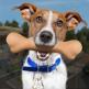 تحميل تطبيق Animal Rescue - Dog Simulator للايفون