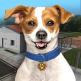 تحميل تطبيق Animal Shelter Simulator للايفون