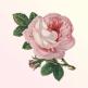 تحميل تطبيق Classical Birthday للايفون