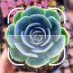 تحميل تطبيق Identify Plant للايفون