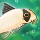 تحميل تطبيق Pondlife للايفون