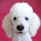 تحميل تطبيق PuppyCam للايفون