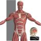 تحميل تطبيق VisAnatomy للايفون